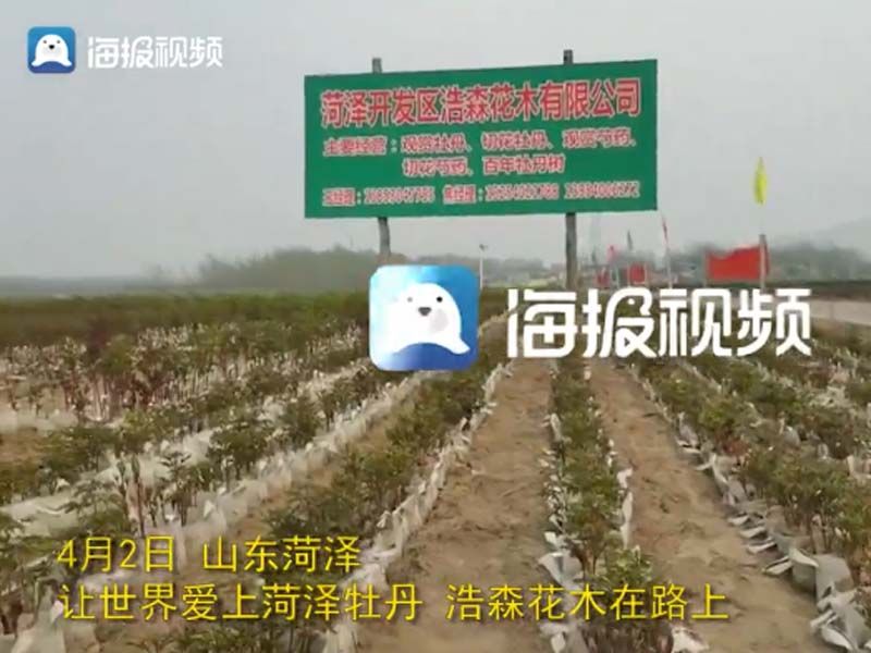 市牡丹產(chǎn)業(yè)中心、市宣傳部的領導及各大媒體來公司基地考察指導工作